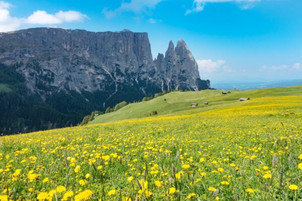 Alpe di Siusi Sciliar wikicommons